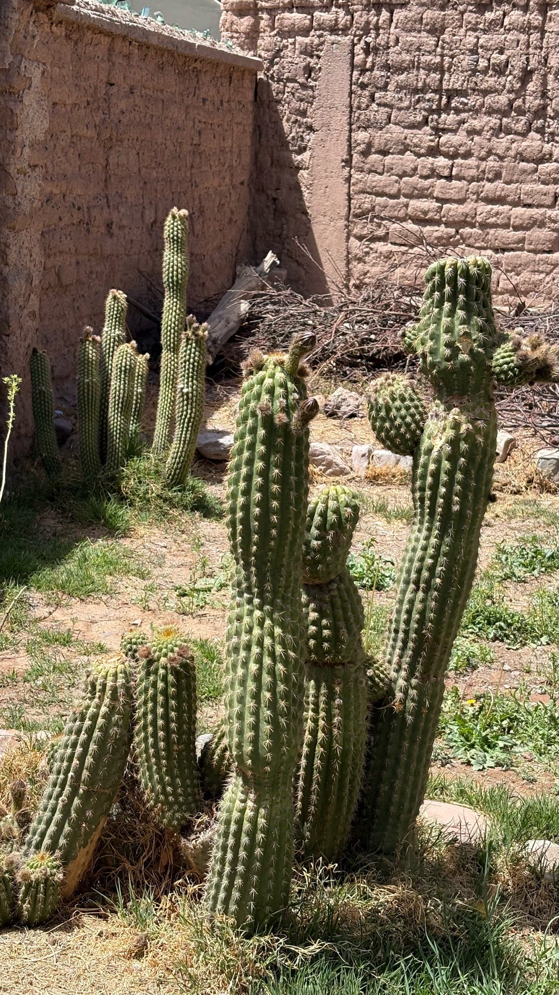 Cactus junto al muro de adobe del jardín
