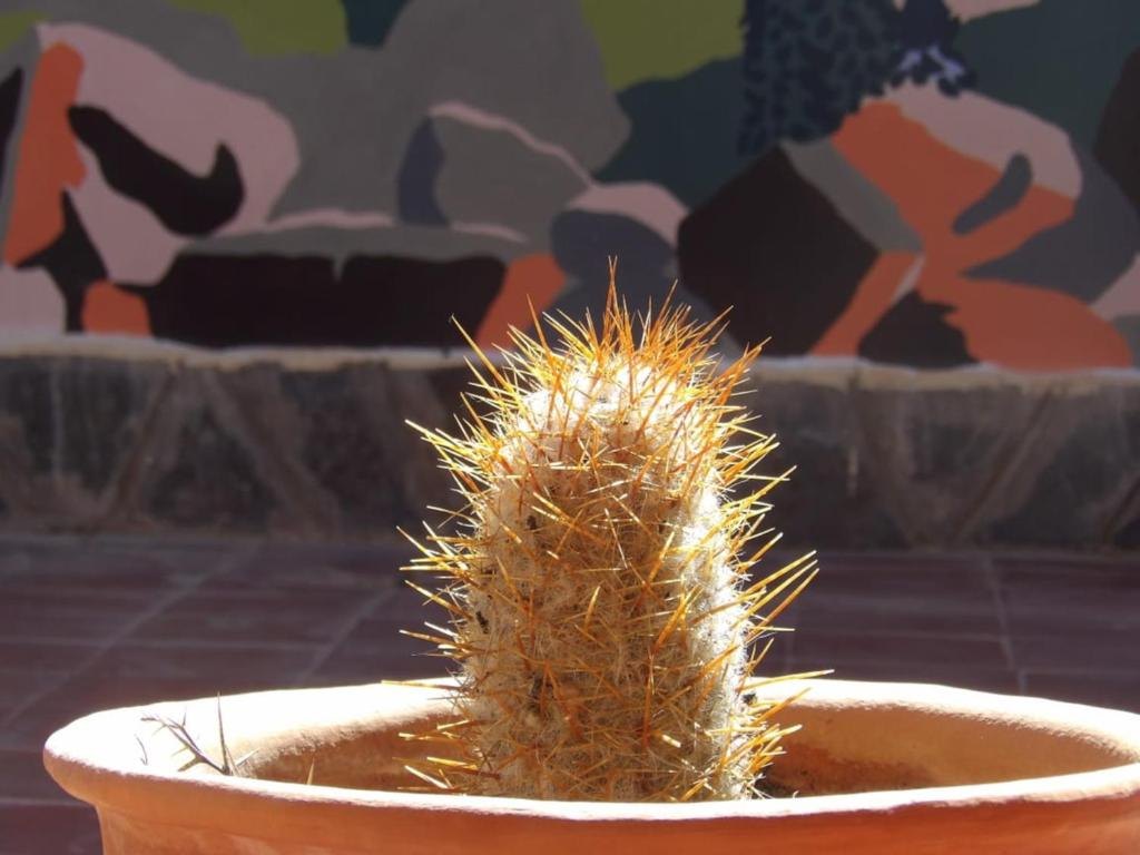 Cactus en maceta frente a un mural del patio